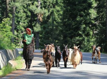 Woman walking by goats on road