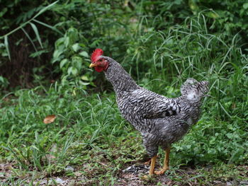 View of a bird on field