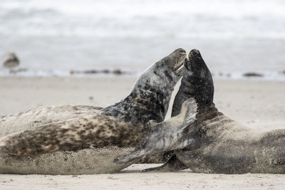 Close-up of seals on sand at beach