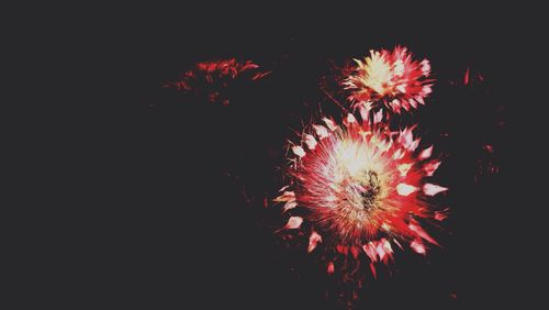 Firework display at night