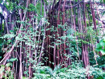 View of trees in forest