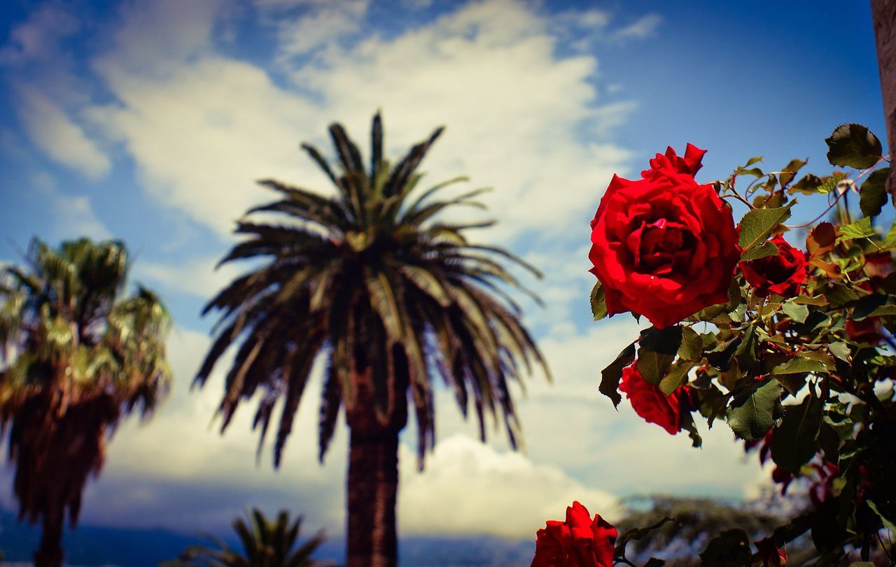 growth, nature, beauty in nature, sky, flower, tree, fragility, cloud - sky, freshness, low angle view, no people, day, close-up, outdoors, flower head