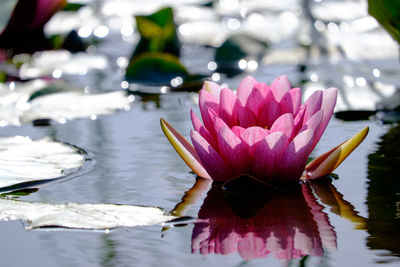 Close-up of pink lotus water lily in pond