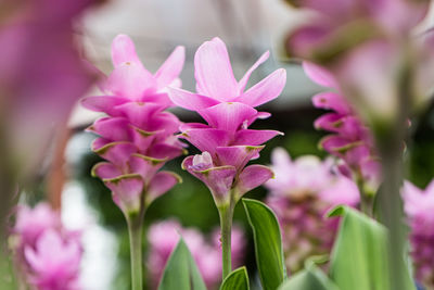 Close-up of pink flowering plant