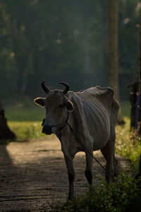 Cow standing in a field