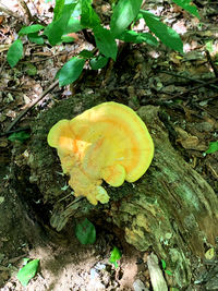 High angle view of mushroom growing on field