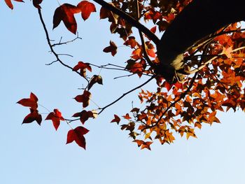 Low angle view of tree against sky during autumn