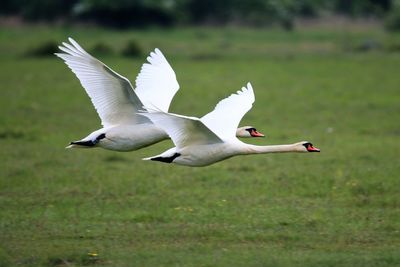 Seagull flying over a field