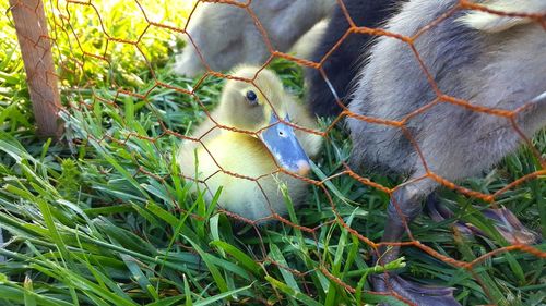 Close-up of bird on grass