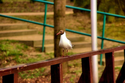 Close-up of bird perching on railing