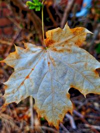 Close-up of dried leaves