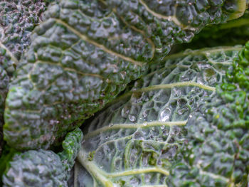 Full frame shot of fresh green leaves