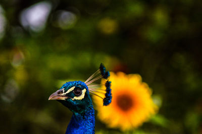 Close-up of a peacock