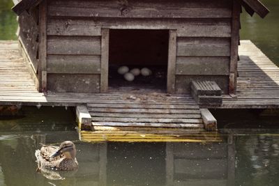 View of bird in a lake