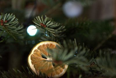 Dry lemon slice on tree