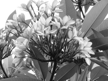 Close-up of flowers growing on plant