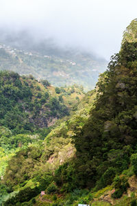 Scenic view of forest against sky