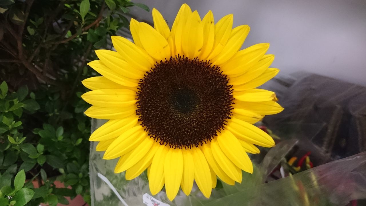 flower, yellow, fragility, petal, flower head, beauty in nature, nature, freshness, sunflower, growth, plant, outdoors, pollen, close-up, no people, day, yellow color, black-eyed susan