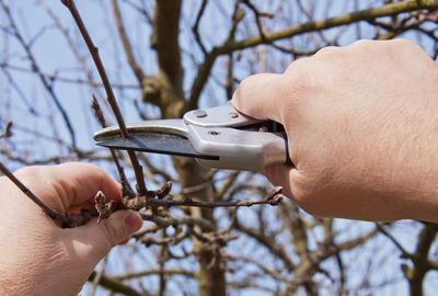 Close-up of man cutting branch