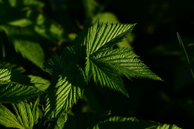 Close-up of fresh green leaves