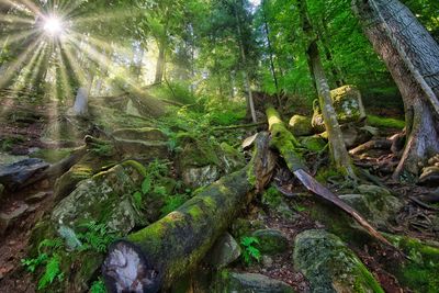 Sunlight streaming through trees in forest