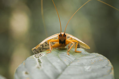 Close-up of butterfly on leaf