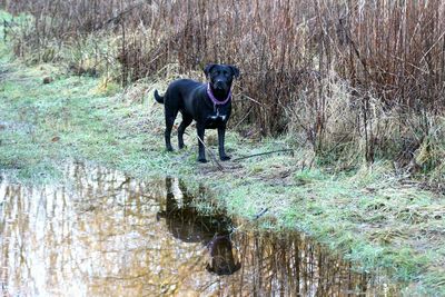 Dog standing on grass