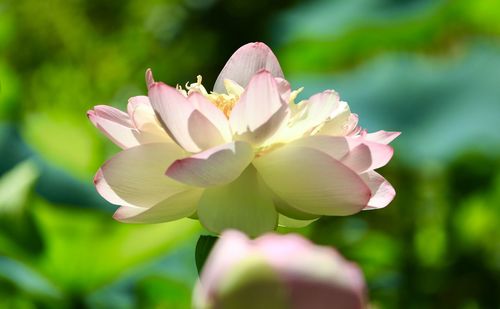 Close-up of pink flowering plant