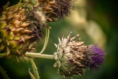 Close-up of thistle on purple flower