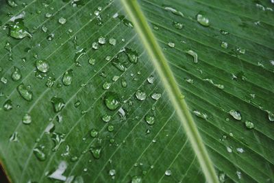 Green leaf with droplets