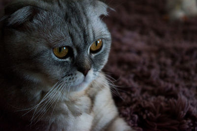 Close-up portrait of a cat