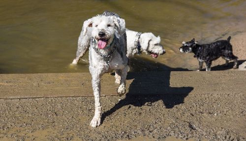 Dog running on shore