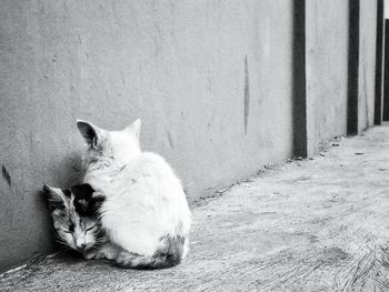 Cats sitting on footpath by wall