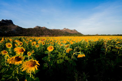 Scenic view of sunflower field against sky