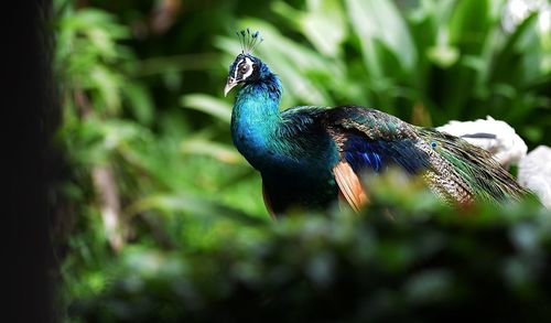 Close-up of bird