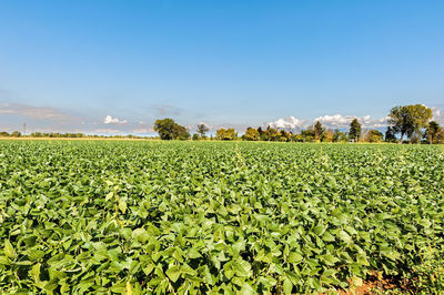 Crops growing on field against sky