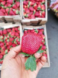 Close-up of hand holding strawberries