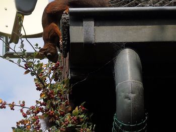 Close-up of horse by water