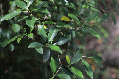 Close-up of fresh green leaves