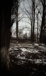 Bare trees in forest against sky