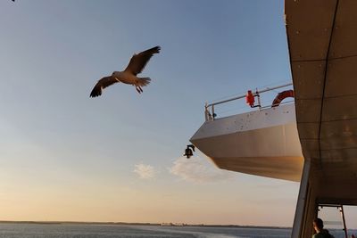 Seagull flying over sea against sky