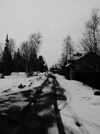Snow covered road along trees