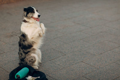 Dog looking away while sitting on street