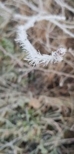 Close-up of frozen plant