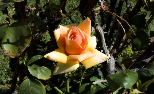 Close-up of rose blooming outdoors