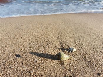 High angle view of crab on beach