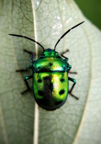 Close-up of ladybug