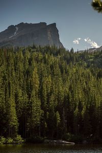 Scenic view of pine trees and mountains against sky