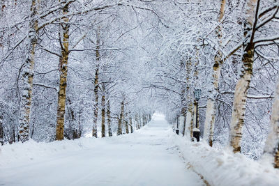 Snow covered road along bare trees