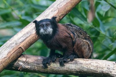 Monkey sitting on tree branch